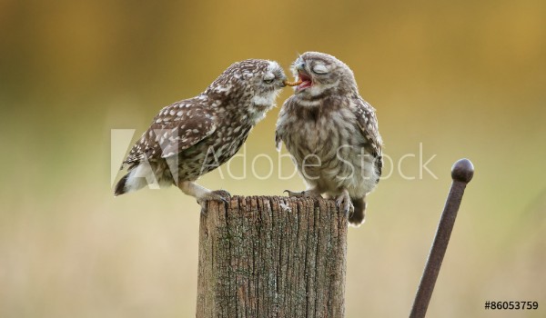 Picture of An adult little owl feeding his owlet a juicy worm
